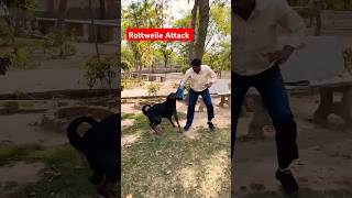 dangerous attack training rottweiler session 88 shorts [upl. by Aneeuqal769]