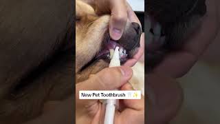 Easy Pet Teeth Cleaning Get the Pet Toothbrush for Fresh Breath amp Healthy SmilePawPalPetsPetCare [upl. by Enymsaj]