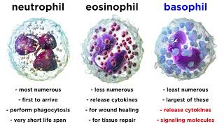 Types of Immune Cells Part 2 Myeloid and Lymphoid Lineages [upl. by Eednarb488]