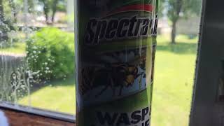 Spectracide Insect Wasp and Hornet KillerReview [upl. by Ebsen]