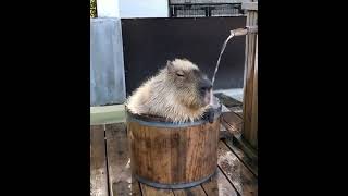 Capybara relaxing in a hot bath [upl. by Fougere]