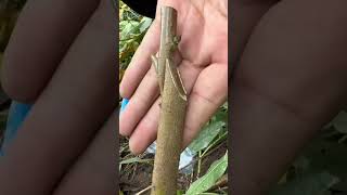 Tongue Grafting Made Simple graft garden gardening grafting satisfying 3500grafts [upl. by Aneel531]