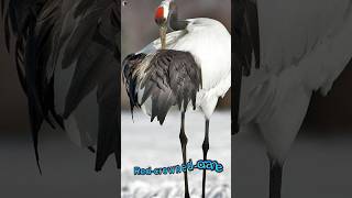 RedCrowned Crane Japans unique bird🦤🤯😱😱 [upl. by Vahe]