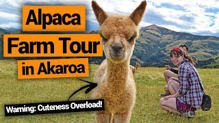 😍 Alpaca Farm Tour in Akaroa Ridiculously Cute – New Zealands Biggest Gap Year [upl. by Aihseyn]