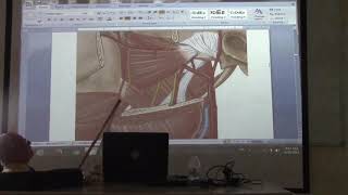 Anatomy of head amp neck 35  Temporal amp infratemporal fossae  part 2   by Dr Wahdan [upl. by Ansilma]