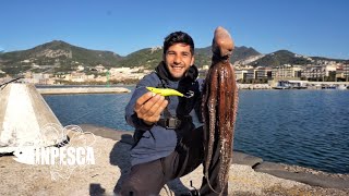 PESCA DEL POLPO  Ottobre ci regala una super cattura 🐙🎣 [upl. by Schuler]