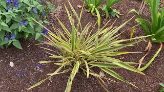 Phormium “variegatumquot [upl. by Luttrell]