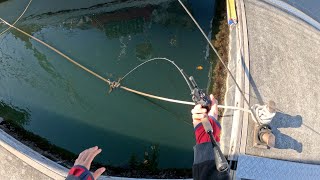 Tarpon and Trevally  Tin Can Bay and Noosa River Fishing [upl. by Avera]