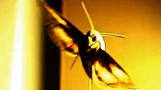 Slow Motion White Lined Sphinx Moth V11370 [upl. by Swain]