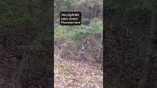 Valgejänes Lepus timidus Mountain hare  Eesti loodus [upl. by Butterworth]