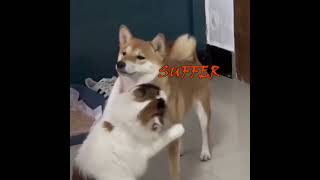 Cat Manipulates Shiba [upl. by Einohpets720]