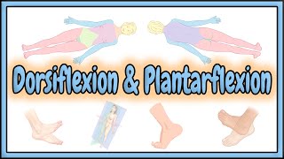 25 Dorsiflexion amp Plantarflexion Terms  2D Animation [upl. by Desimone]