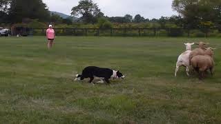 Border Collie Herding Sheep [upl. by Armelda]