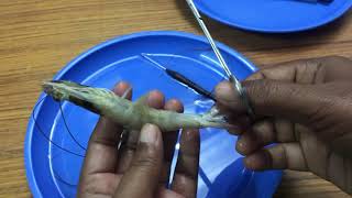 Zoology Practical  Prawn dissection  Appendages of PRAWN  Dissection Roopa venkat nature lovers [upl. by Aksehcnarf]