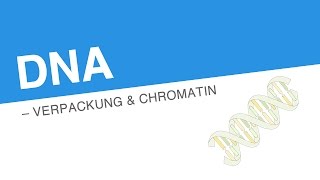 DANN – VERPACKUNG CHROMATIN  Biologie  Genetik und Entwicklungsbiologie [upl. by Alie]