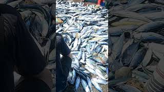 Local lngredientsAmazing fishes catching Taiwan catchingseafood seafood freshseafood fish [upl. by Nandor]