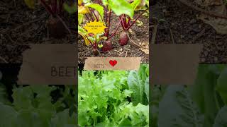 Companion Planting Vegetables [upl. by Gristede]