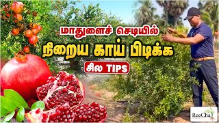 Pomegranate Farming in Sri Lanka Vlog  Best Farm House in Sri Lanka  BK in Reecha [upl. by Ahens]