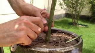 Grafting Lemon tree by T budding تطعيم شجرة الليمون بحرف تي [upl. by Payson]