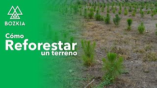 Como reforestar un terreno  Consultoría Fomento Ambiental amp Ejido Almeya [upl. by Auliffe]