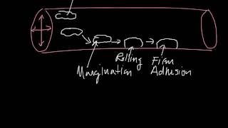 Margination Rolling Firm Adhesion Diapedesis Chemotaxis [upl. by Letrice]