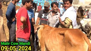 Chota Maal K Rates Or Soda Sirf 90K 😱  Malir Mandi Karachi Updates  Cow Mandi 2024 [upl. by Eneluj]