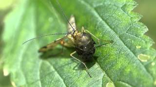 Skorpionsfliege Panorpa communis Macro Video [upl. by Soirtimid182]