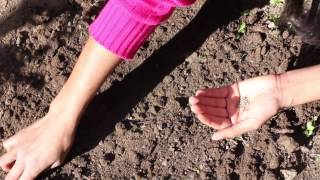 Direct Seeding of Tomatoes  Planting the Seed [upl. by Anivlis]