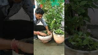 Planted 5 chilli plants nature plants chillifarming shorts [upl. by Ylac]