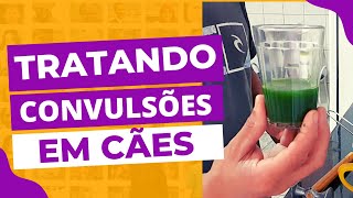 Tratamento ALTERNATIVO para CONVULSÕES em CACHORROS [upl. by Preuss]