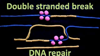 Double strand break repair  homologous recombination [upl. by Orapma]