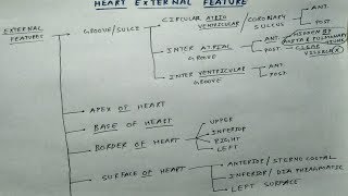 Heart External Features  1 Theory Chart  TCML  Dr Pawan nagar [upl. by Placeeda863]