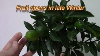 My Indoor Kumquat tree  Grow Kumquat Tree Indoors  Mini Citrus tree [upl. by Alletse]