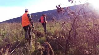 Wild boar Hunting Using the Bulgarian Dog Breed quotGonchequot [upl. by Goddord]