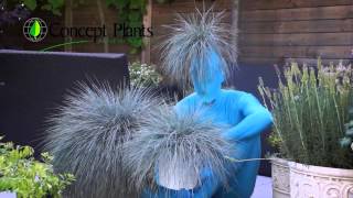 Festuca Beyond Blue® PP 23307 [upl. by Baumbaugh]