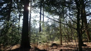 Wandelen van Landgoed Dikkenberg door Kwintelooijen in Rhenen Natuurgebied nr 15 [upl. by Ameer434]