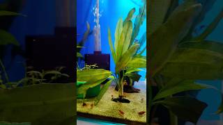 Planted shrimp tank 😍😍😍 shrimp shrimptank plantedtank viralvideo shortvideo [upl. by Goodkin771]