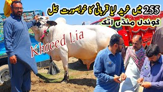 Subscribers Ne Li Qurbani Ka Janwar Gondal Mandi Update April 2024 [upl. by Barby]