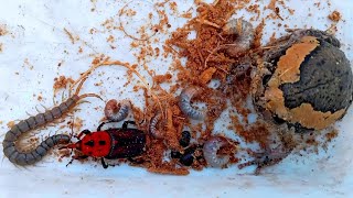 Finding for under palm tree meet beautiful frog cockroach beetle and centipede  Nature insect [upl. by Kristofer450]