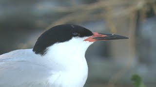 Roseate Tern [upl. by Alexandra869]