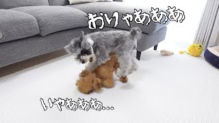 温厚で犬苦手な愛犬が親友犬だけに見せる本性がこちらですw【シュナウザー】 [upl. by Sholley577]