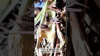 Effective Cricket Farming Smart Cage Placement Explained Part 2 shorts cricket cricketfarm farm [upl. by Airotcivairam225]