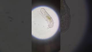 Tardigrade under microscope [upl. by Wittie396]