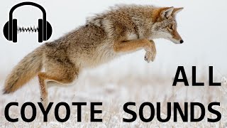 30 COYOTE SOUNDS What sound do coyotes make [upl. by Cheyney]