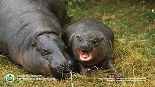 Pygmy hippos Choeropsis liberiensis Africa [upl. by Otis982]