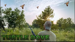 Turtle dove hunting  Russian dove  Hunting season 2024 [upl. by Anez]