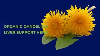 The Golden Benefits of Dandelion for Liver Health [upl. by Tyne]