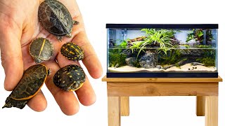 Preserving Endangered Species Baby Turtle Nursery [upl. by Lletnuahs]