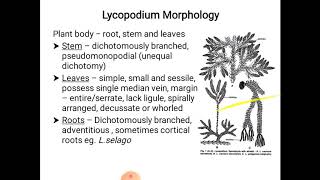 Lycopodium  morphology and anatomy [upl. by Notsud]