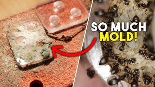 Ant Colony In Trouble After Hibernation  BONUS VIDEO [upl. by Miett445]